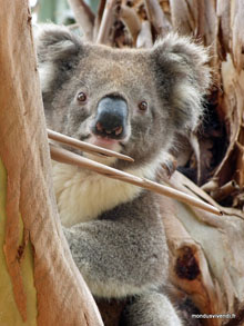 Koala - Kangaroo island - Australie